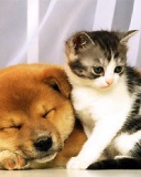 Dog And Cat